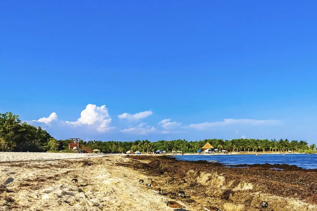 Heavy Sargassum Reported In Playa del Carmen & Tulum Affecting Beach Plans