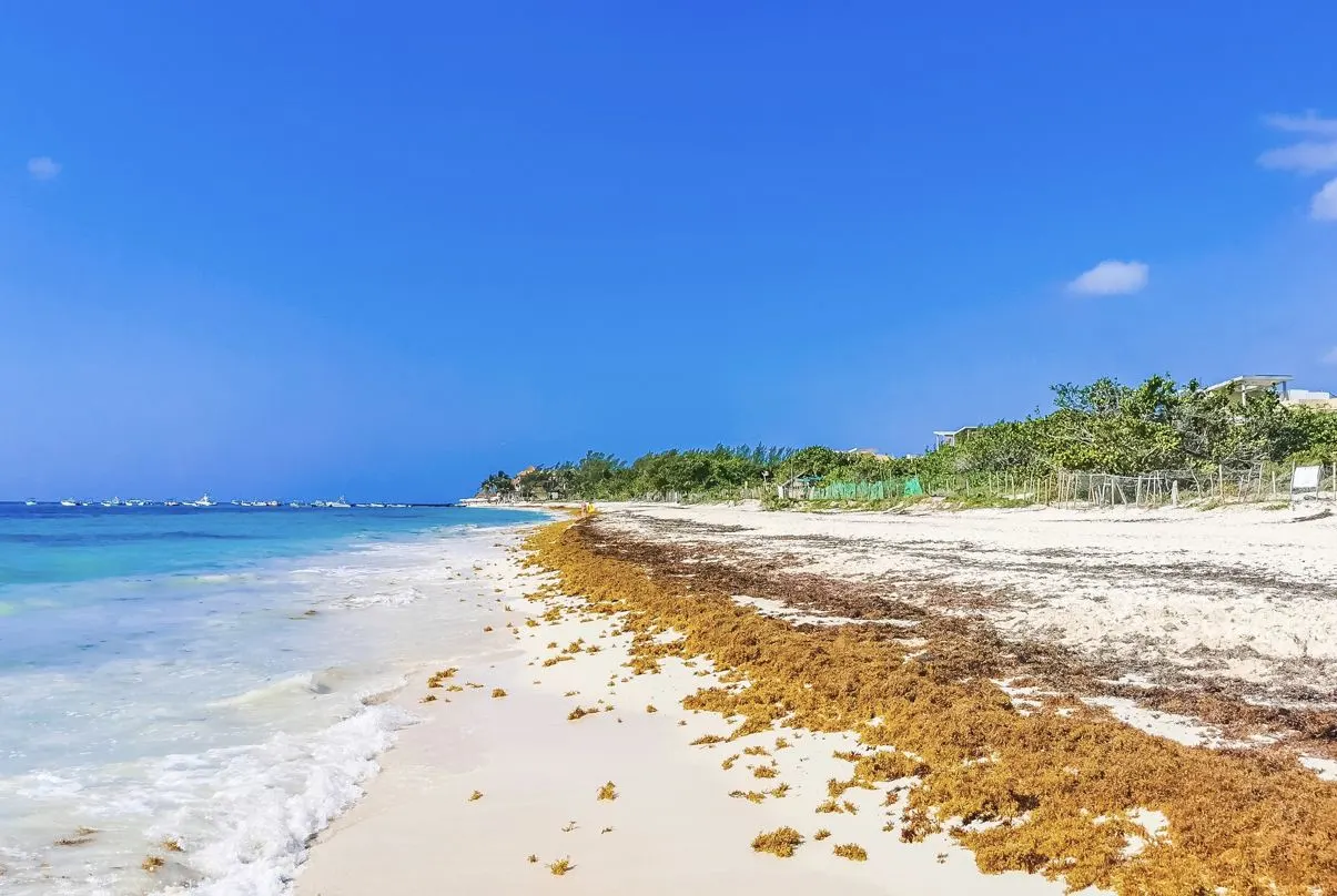 Mexican Navy Launches Special Operation in Cancun & Riviera Maya to Fight Record Sargassum Levels