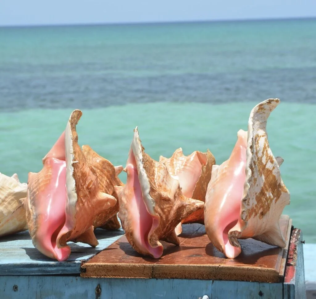 Pink lipped Conch shell