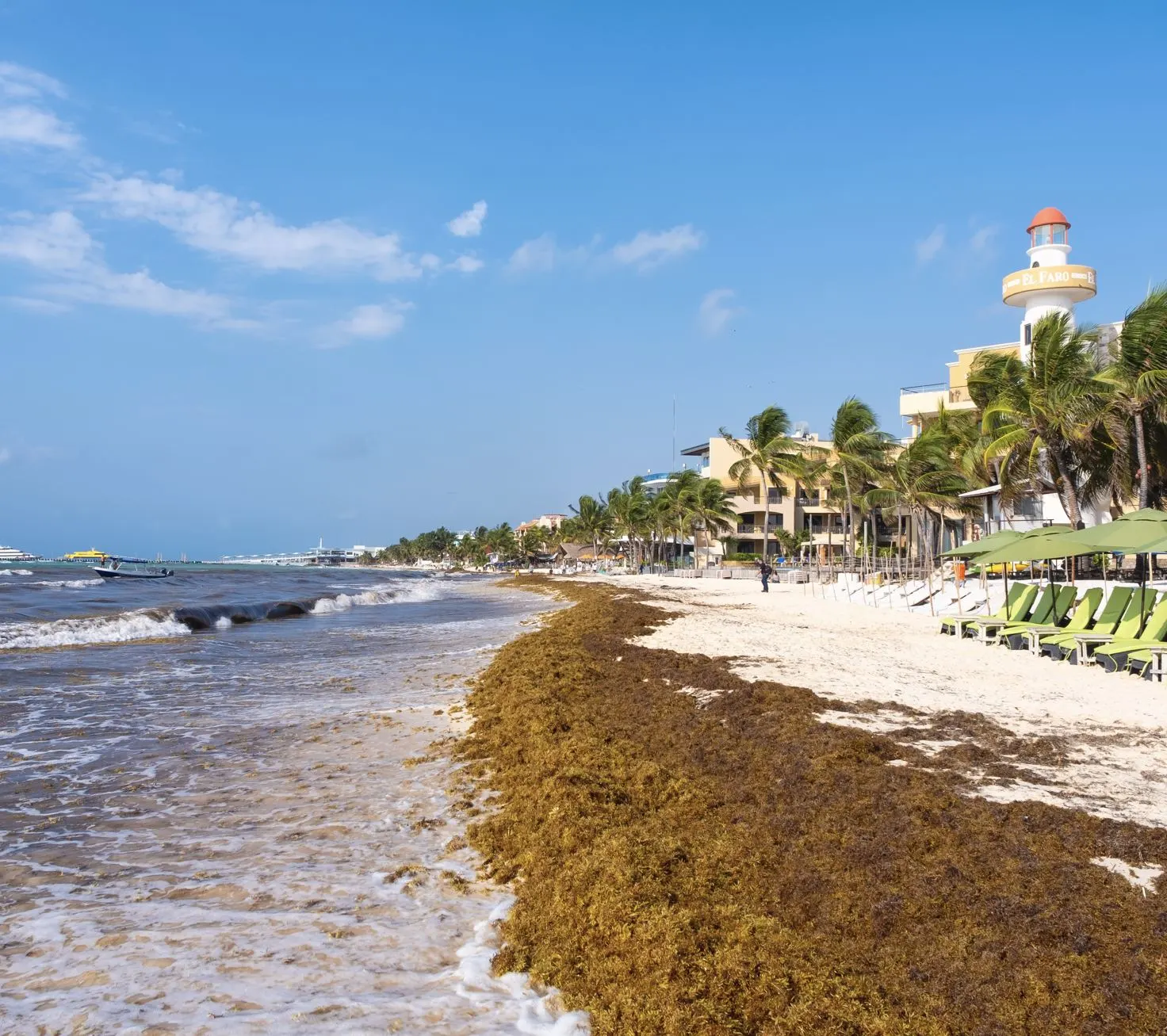 Playa Del Carmen Sargassum