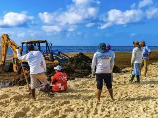 Playa Del Carmen Visitor Numbers Decline Amid Sargassum Wave