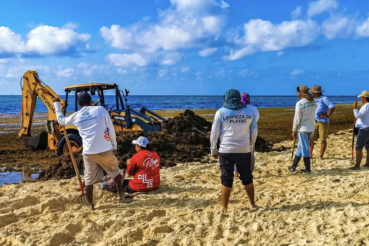 Playa Del Carmen Visitor Numbers Decline Amid Sargassum Wave