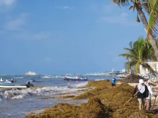 Playa del carmen seaweed