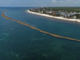 Sargassum Barrier
