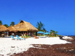 Sargassum Reaching Crisis Levels In Cancun & Riviera Maya