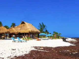 Sargassum Reaching Crisis Levels In Cancun & Riviera Maya
