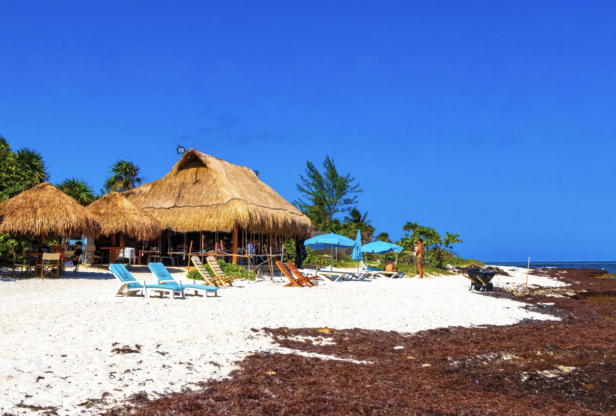 Sargassum alcanzando niveles de crisis en Cancún y Riviera Maya