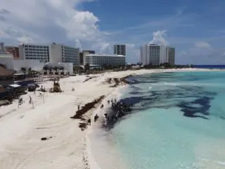 Should I Cancel My Trip To Cancun? The Sargassum Debate Boils Over On Social Media