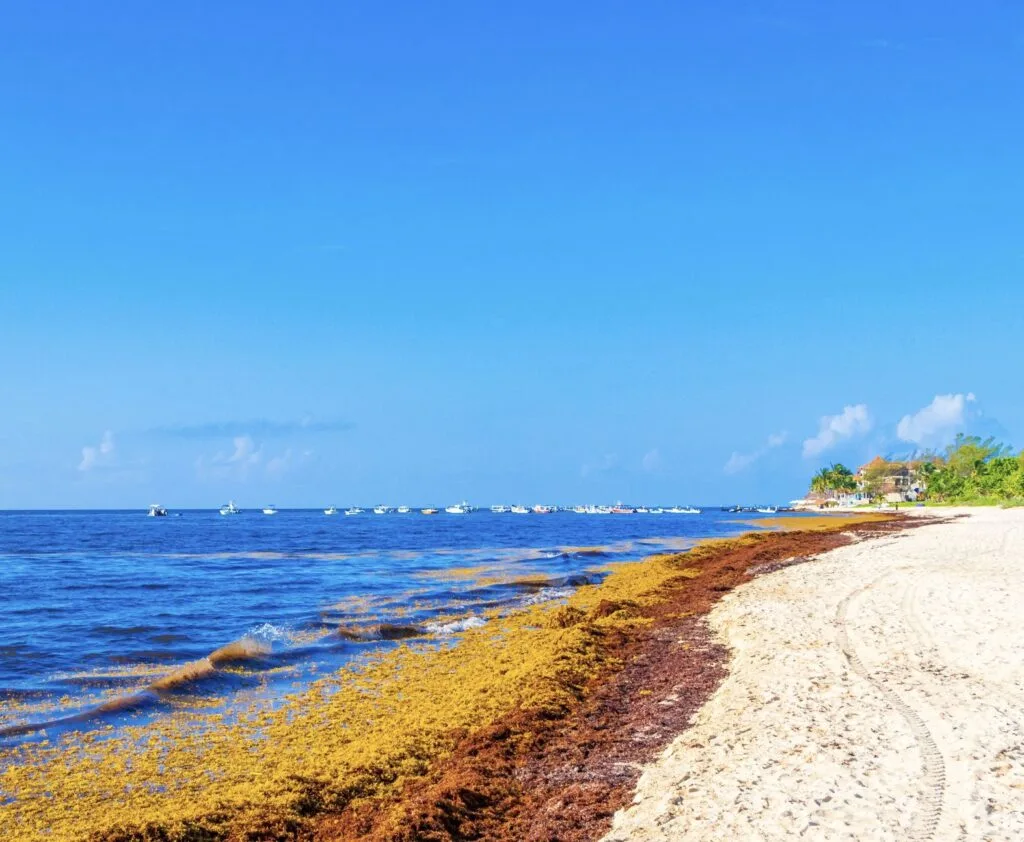 palay del carmen sargassum