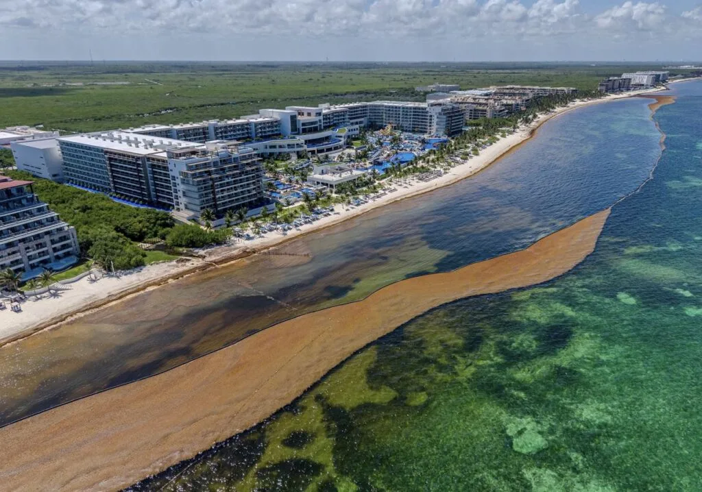 Cancun To Launch Realtime Sargassum Monitoring App For&nbsp;Tourists