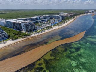 Cancun To Launch Realtime Sargassum Monitoring App For Tourists