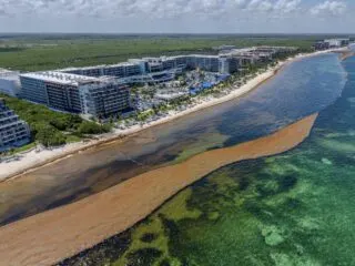 Cancun To Launch Realtime Sargassum Monitoring App For Tourists