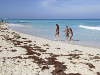 When Does Sargassum Season Actually End In Cancun Here Is Your Insider Guide