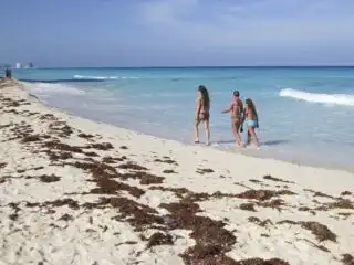 When Does Sargassum Season Actually End In Cancun Here Is Your Insider Guide