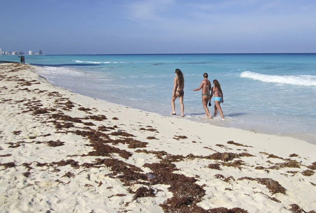 When Does Sargassum Season Actually End In Cancun Here Is Your Insider Guide