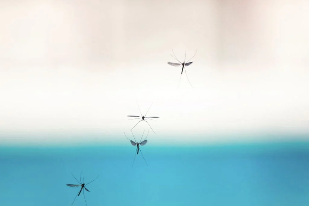 Mosquitos