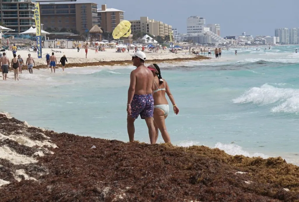 A Week By Week Breakdown To The End Of Sargassum Season In Cancun This Month