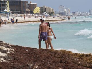 A Week By Week Breakdown To The End Of Sargassum Season In Cancun This Month