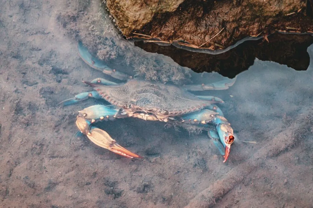 Blue crab