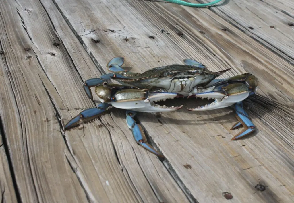 Blue crab on dock
