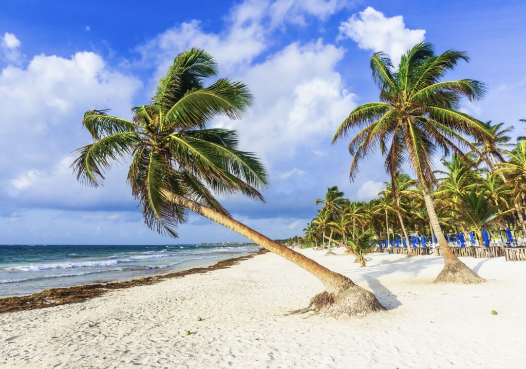 Palm Tree on Tulum Beach