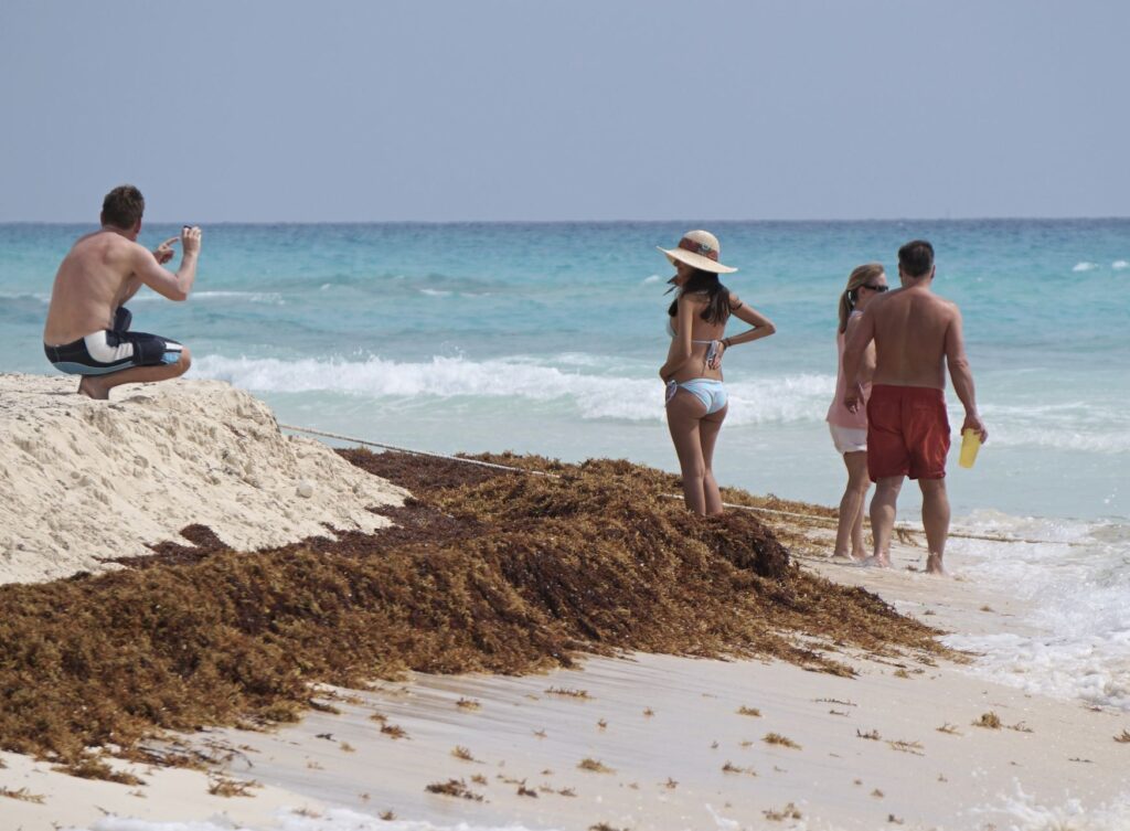 Tourists Step Over Sargassum In Cancun
