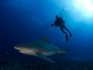 Diver with a Bull Shark