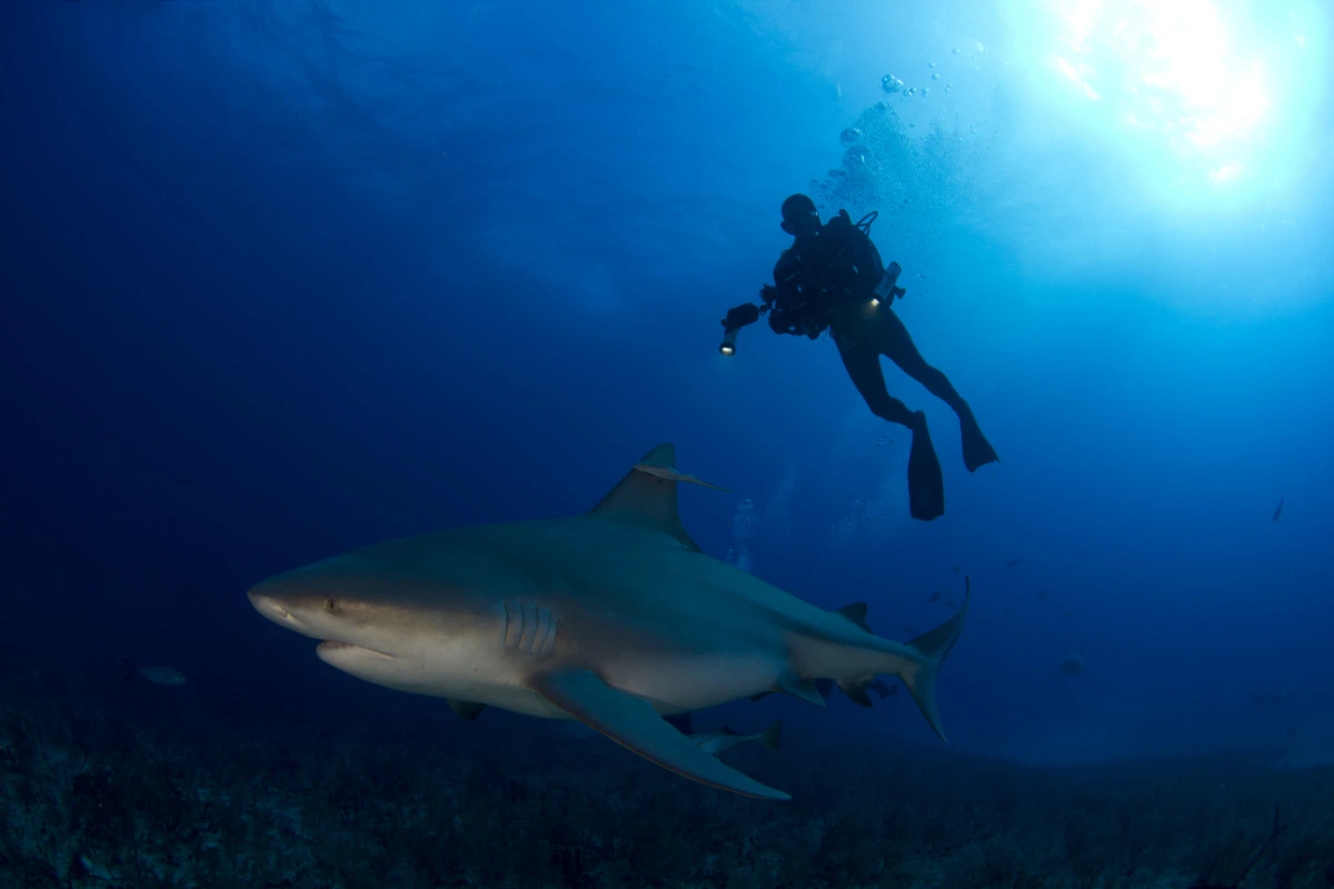 Diver with a Bull Shark