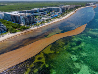 A dramatic aerial view of Cancun's paradise coastline invaded by sargassum — showcasing the environmental clash between luxury resorts, mangroves, and ocean pollution.