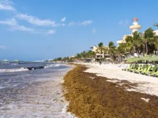 Could Sargassum Become A Year Round Problem Here's What The Experts Say