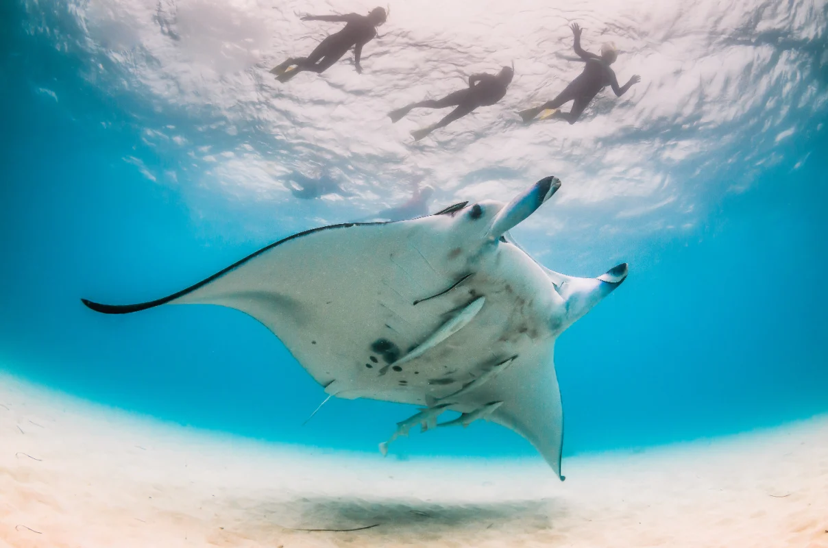 Manta Ray swimming over sandy sea bed with people watching from the surface