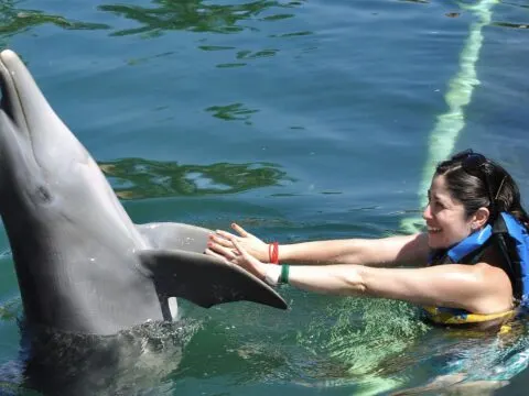 Bankruptcy & Arrest Is It Safe To Book Cancun Dolphin Discovery Parks Right Now