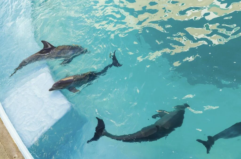 Dolphins In Captivity