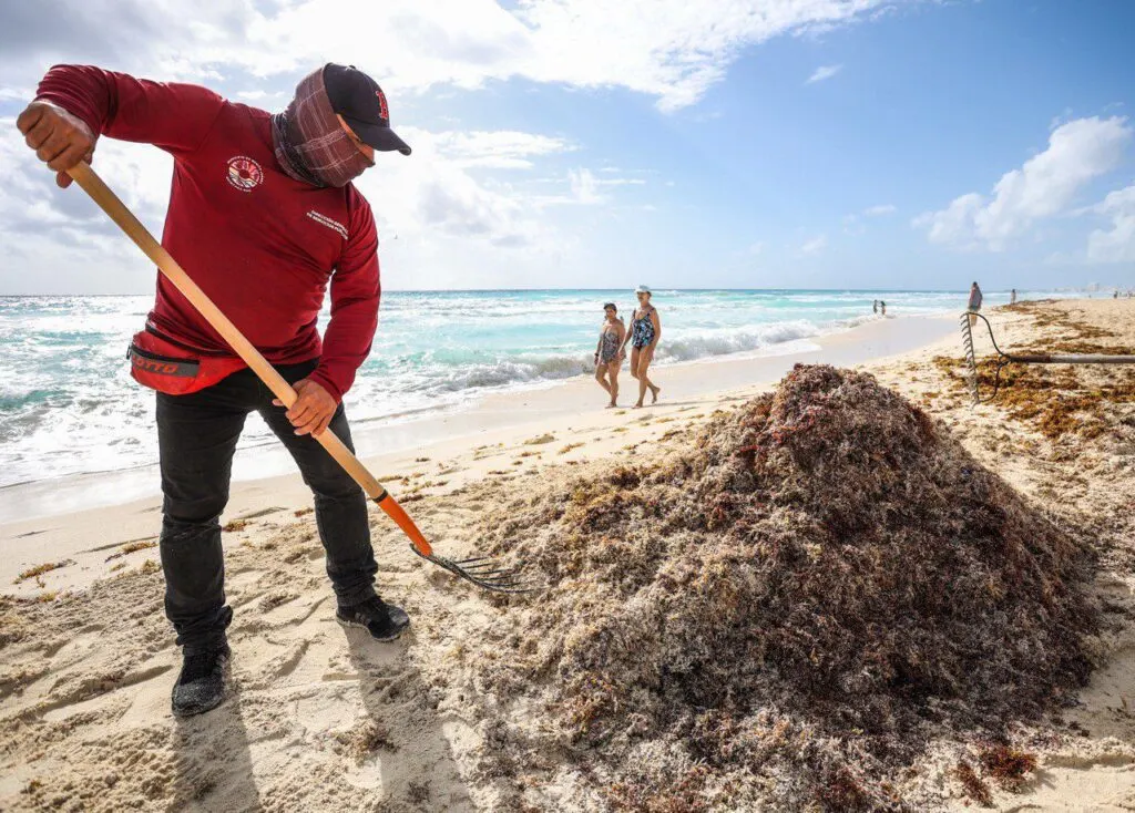 Sargassum Clean Up (Press Release)