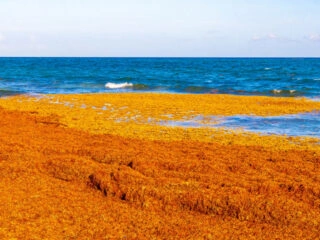 Tons of Sargassum