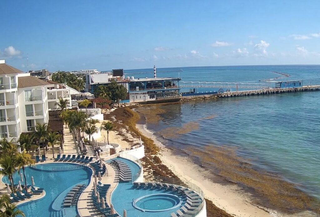 Sargassum in Playa Del Carmen