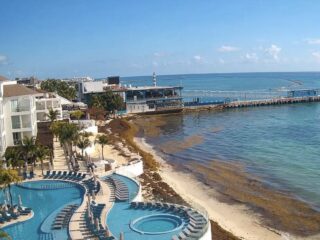 First Major Sargassum Wave Arrives On The Ground Report From Cancun To Tulum