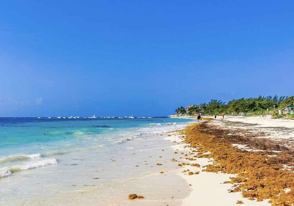 Heavy Sargassum Reaches The Beaches Of Cancun In Early Arrival Real-Time Report