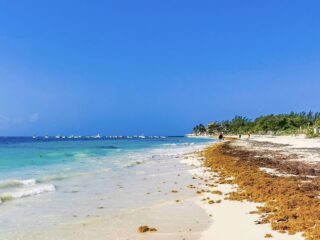 Heavy Sargassum Reaches The Beaches Of Cancun In Early Arrival Real-Time Report