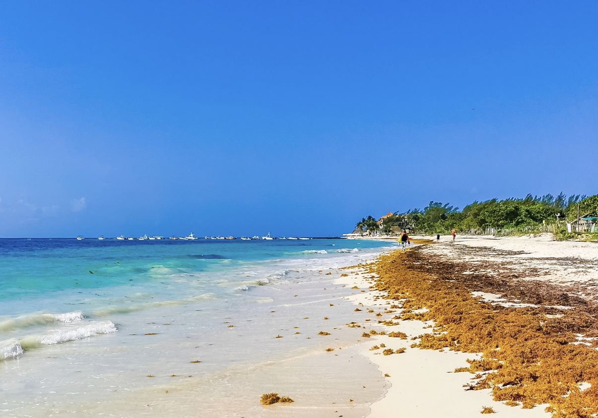 Heavy Sargassum Reaches The Beaches Of Cancun In Early Arrival Real-Time Report