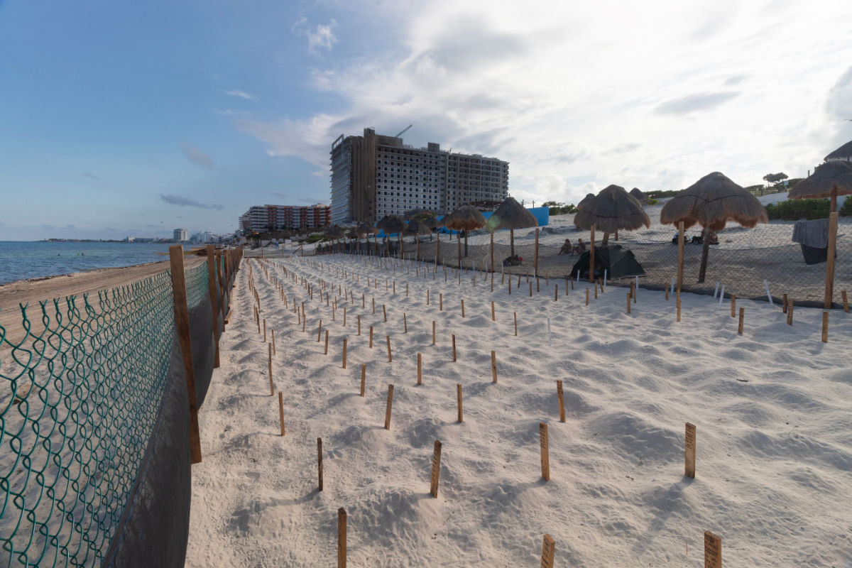 beautiful scene of a lot of turtle nests surrounded by a fence in dolphins beach at cancun city in mexico