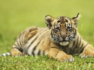 Animal Attraction On Playa Del Carmen's 5th Avenue Closed By Authorities