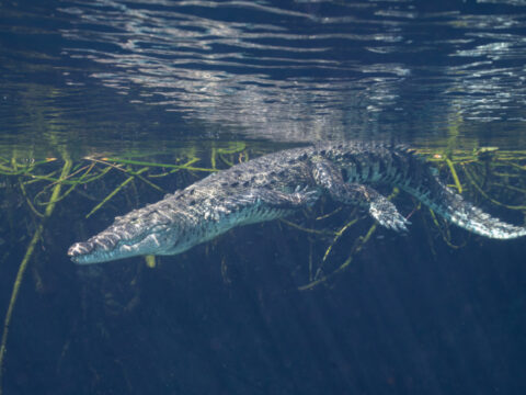 Morelet's crocodile swimming underwater in cenote