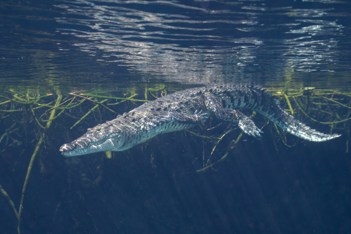 Morelet's crocodile swimming underwater in cenote