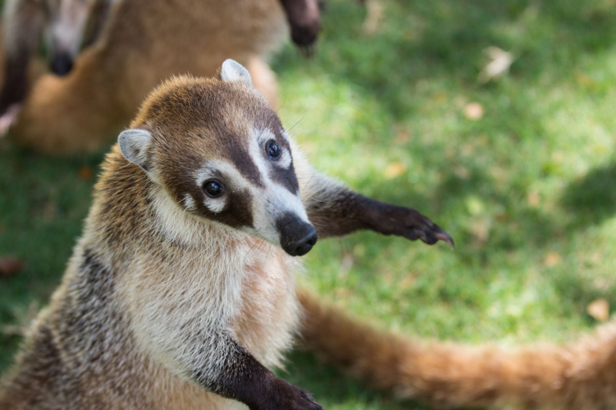 Portrait of cute white nosed coati, Nasua narica, begging for food, fighting and looking at a camera with funny expression. Cancun