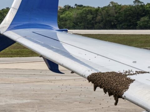 Swarm Of Bees Causes Flight Delay From Cancun To U.S.