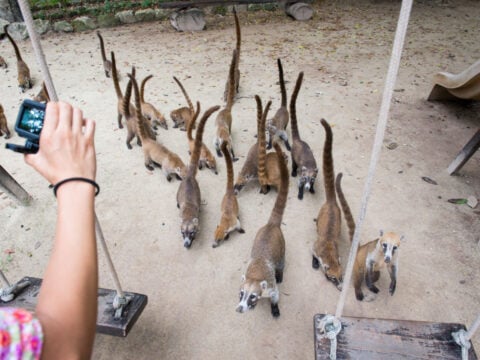 Tourist taking pictures of wild animals. Womens hand with camera, she is grabbing photo or video of coati