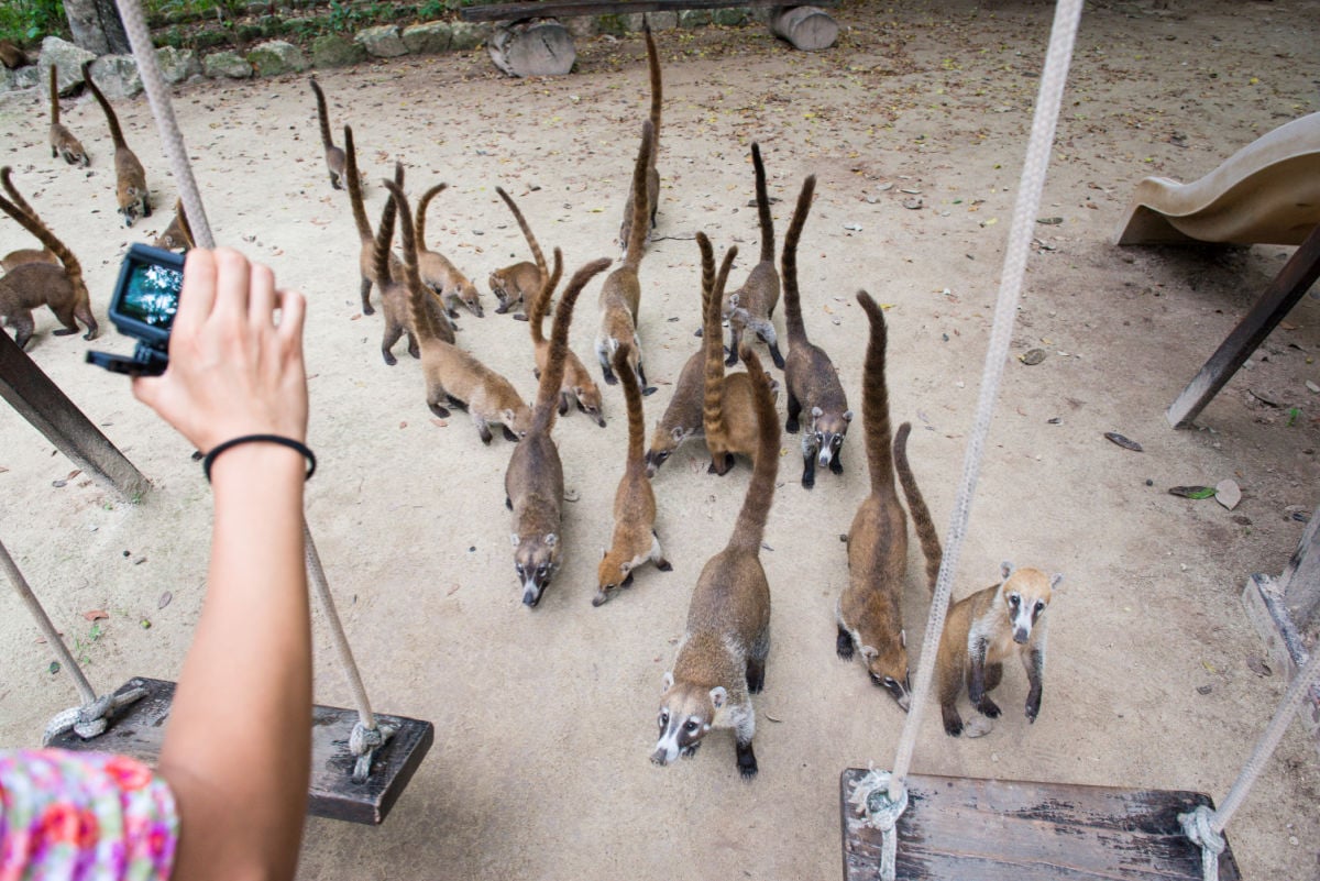 Tourist taking pictures of wild animals. Womens hand with camera, she is grabbing photo or video of coati