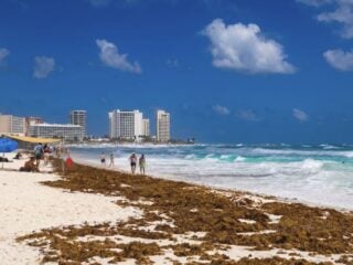 You Can Now Check Live Webcams To See REAL-TIME Sargassum Levels At Your Resort