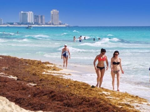 Check Live Sargassum Conditions At Your Hotel With With These Live Webcams